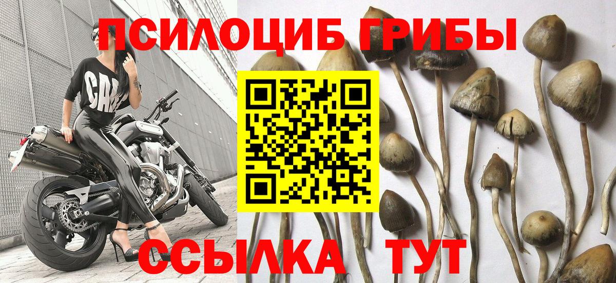 Галлюциногенные грибы прущие грибы Армавир